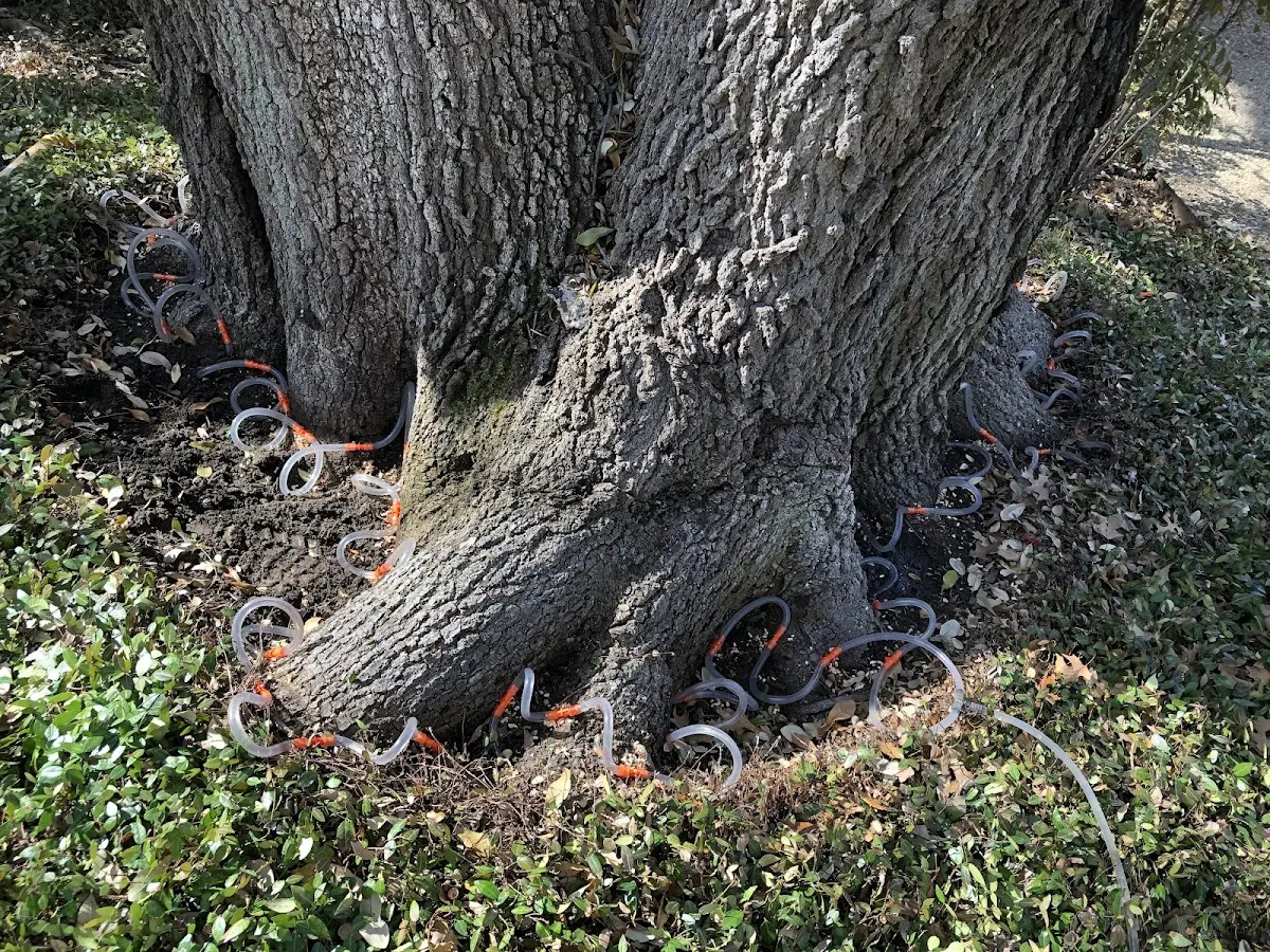 Detailed Tree Cabling and Bracing job site in Peoria