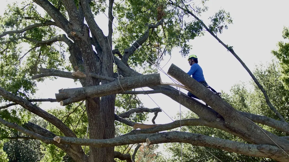 Professional Crown Thinning performed by certified arborists in Peoria