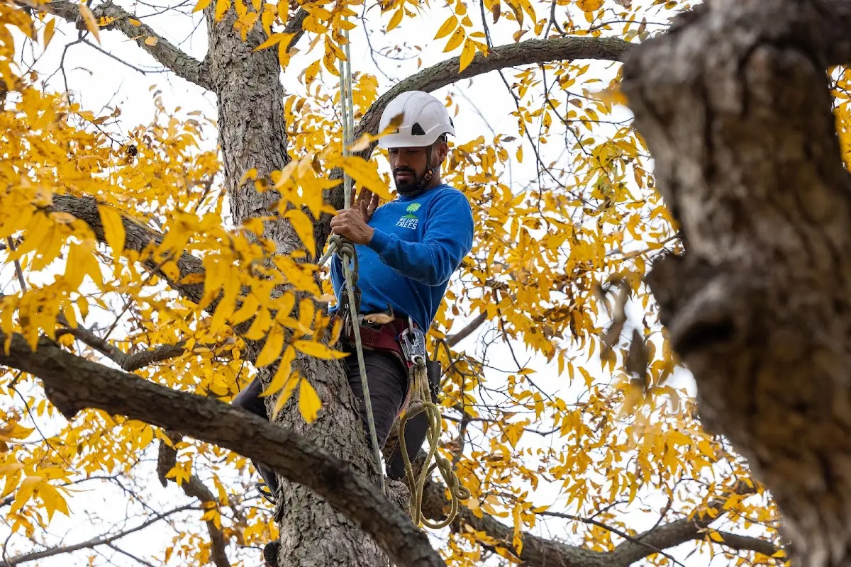 Skilled Tree Transplanting crew working in Peoria